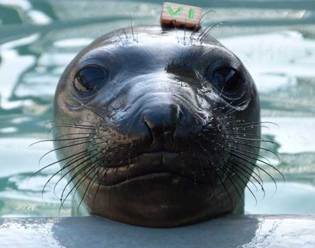 northern elephant seal Ava