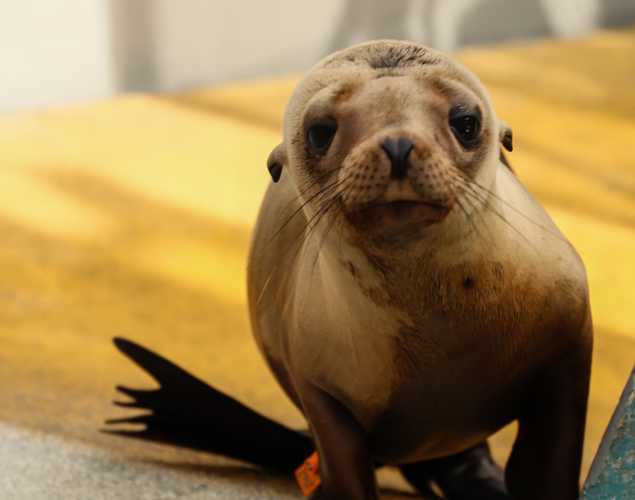 California sea lion Mousse