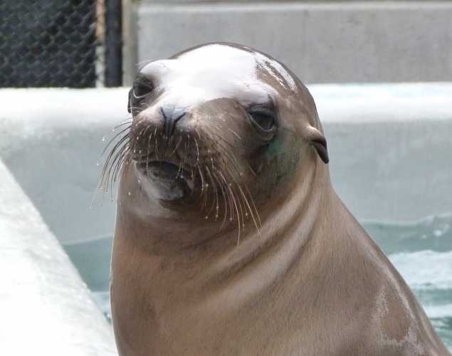 California sea lion Prague