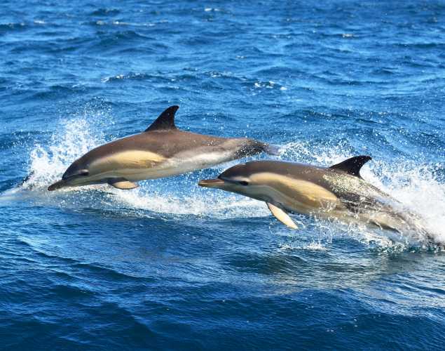 two striped dolphins leaping in the Mediterranean Sea