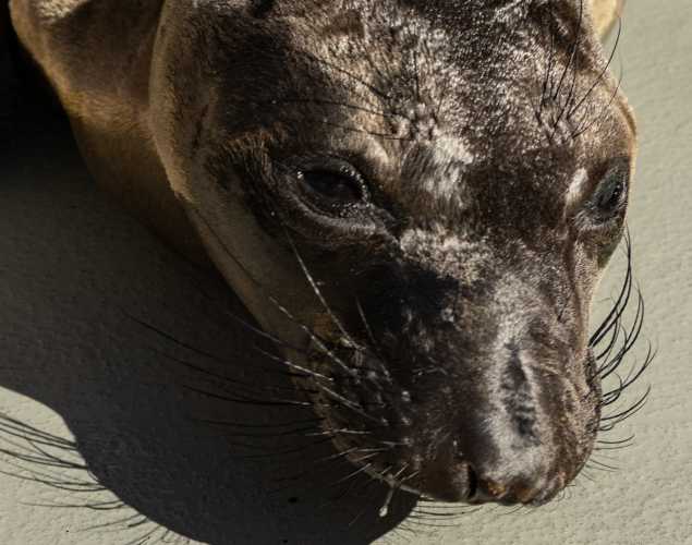 Northern elephant seal pup