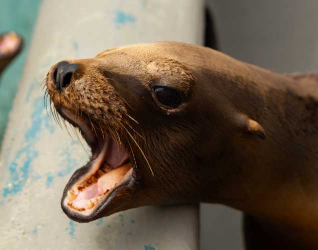 California sea lion Coupe