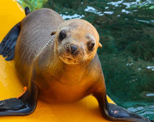 California sea lion Rosa