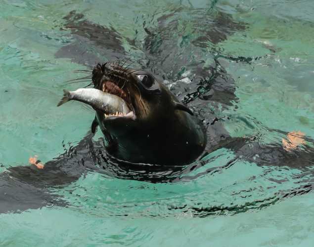 Guadalupe fur seal Lentil
