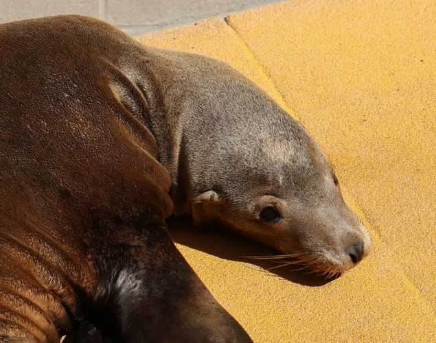 California sea lion Glossy
