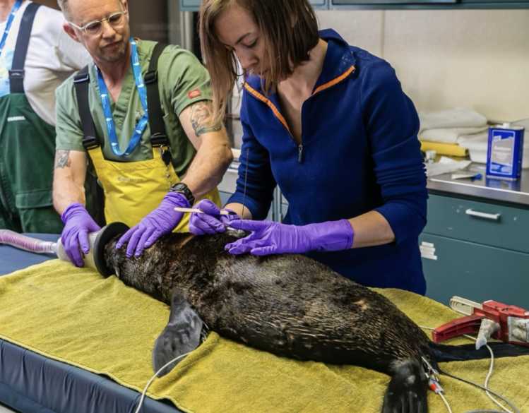 Scientists attach satellite tracking conservation technology to the back of a Guadalupe fur seal during a veterinary exam.