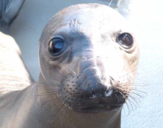northern elephant seal Yazzy