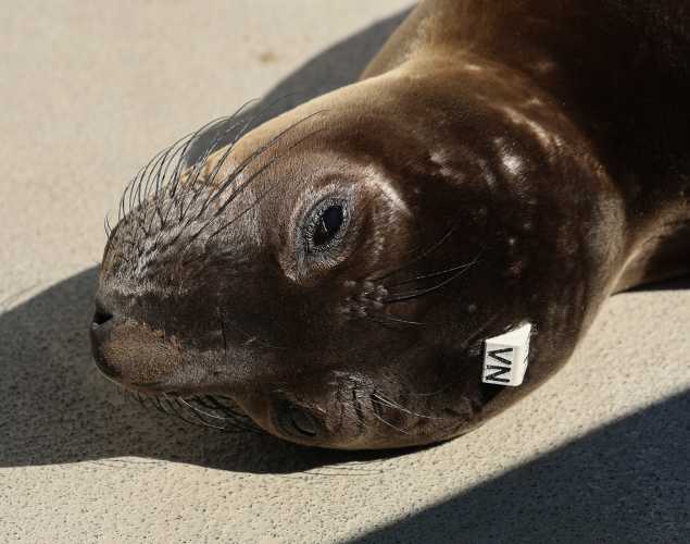northern elephant seal Damian