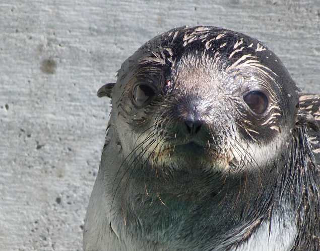northern fur seal Kadiddlehopper