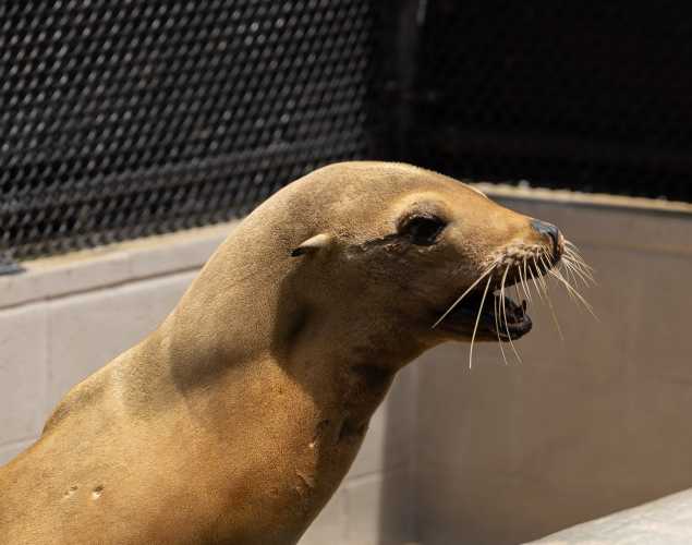 California sea lion Kanta