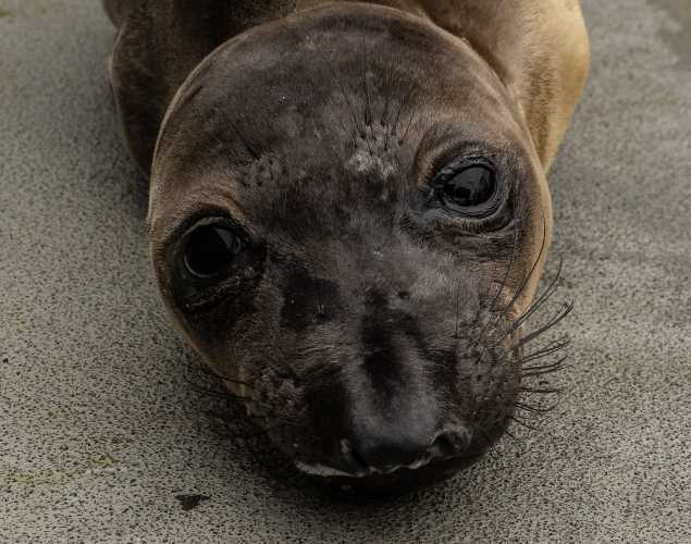 northern elephant seal Mika