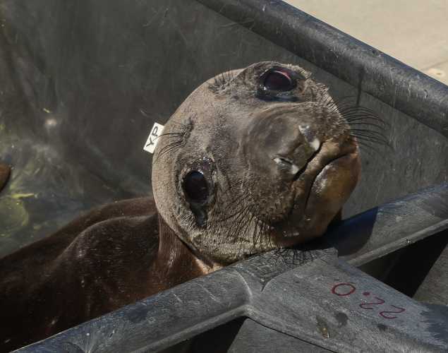 elephant seal Closer