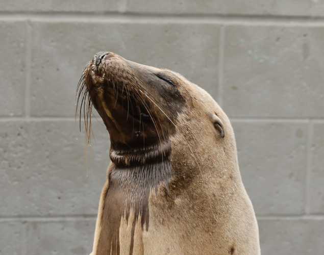 California sea lion Tunamelt