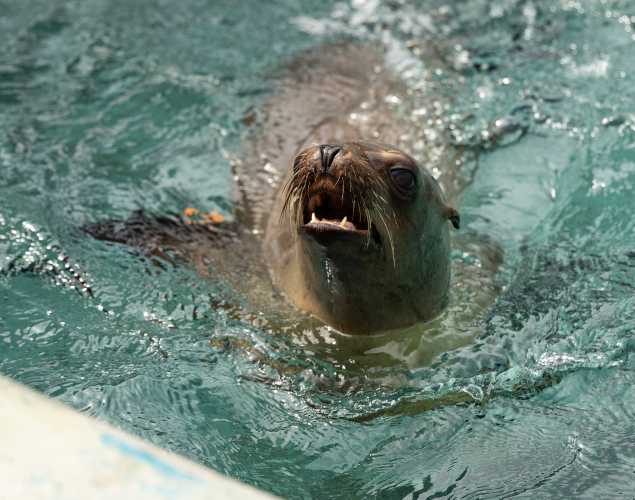 California sea lion in the water