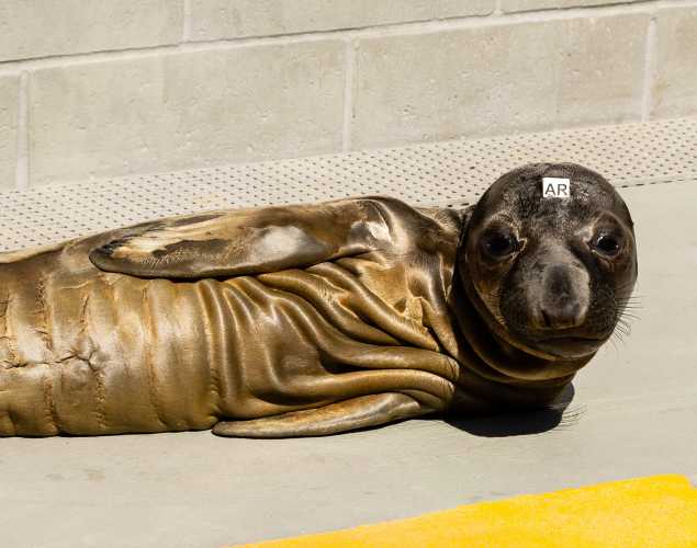 northern elephant seal Cone looking skinny with lots of skin rolls