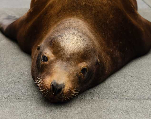 California sea lion Badu