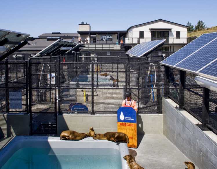 view of the hospital from the back showing someone working in pool areas with sea lions