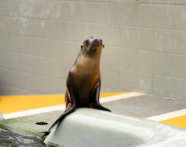 California sea lion