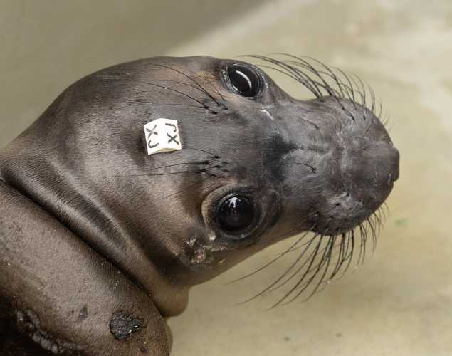 northern elephant seal Gazebo