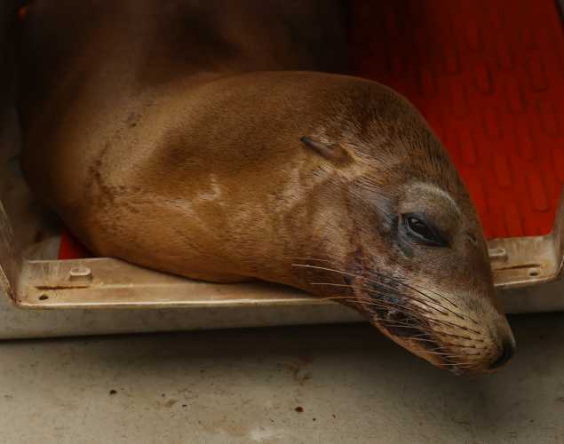 California sea lion Egret