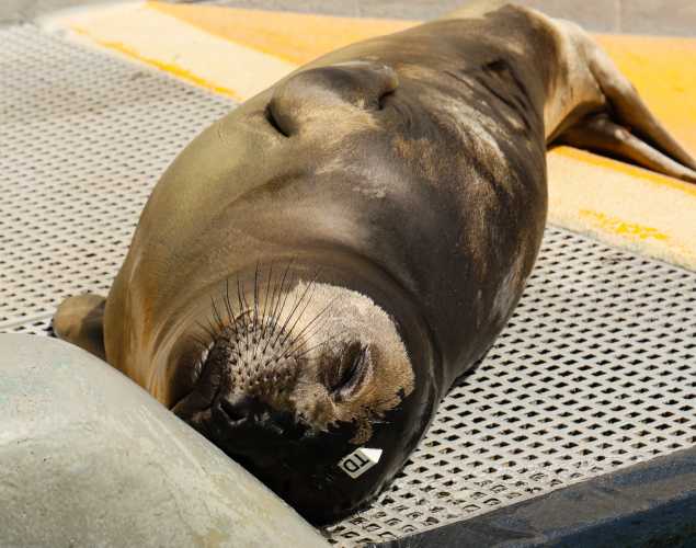 northern elephant seal Tutop
