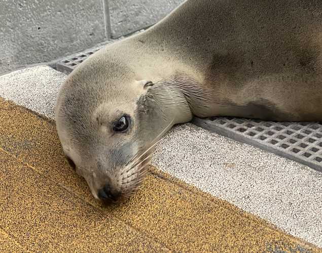 California sea lion Sawyer
