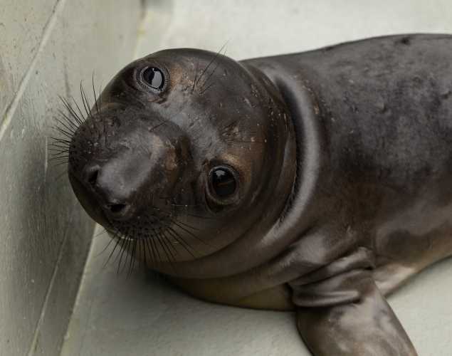 northern elephant seal Randolph