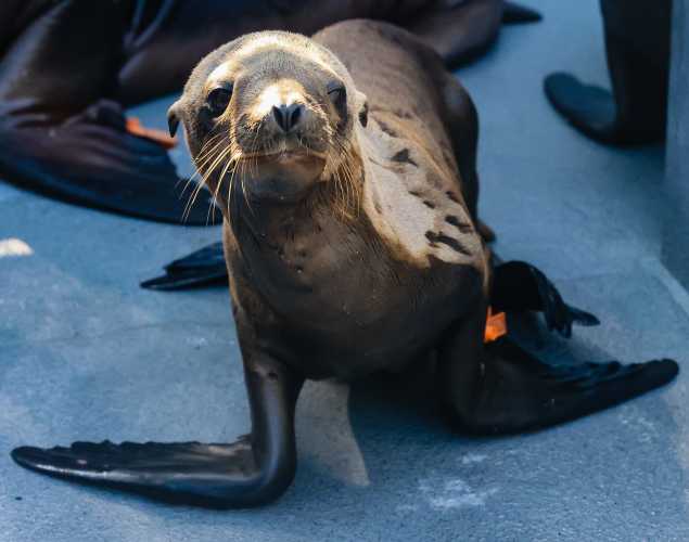 California sea lion Rigatoni