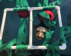 northern elephant seal Mardi peers up from inside an enrichment item made from PVC pipe, fake kelp and red buoys