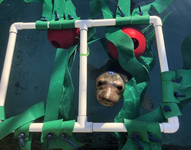 northern elephant seal Mardi peers up from inside an enrichment item made from PVC pipe, fake kelp and red buoys