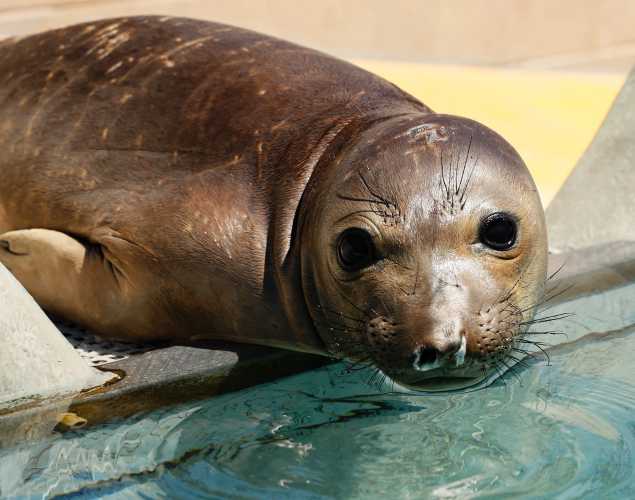 northern elephant seal Joyce