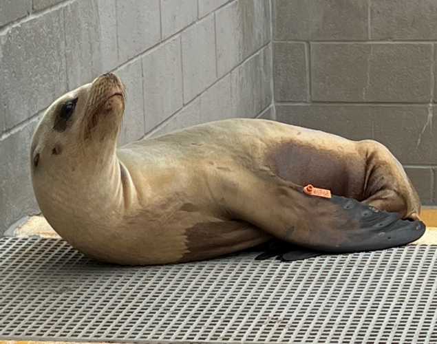 California sea lion Hejin
