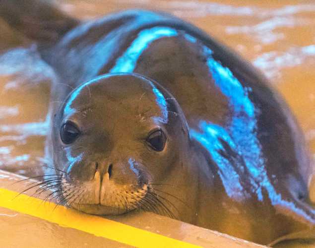 Hawaiian monk seal Leimana