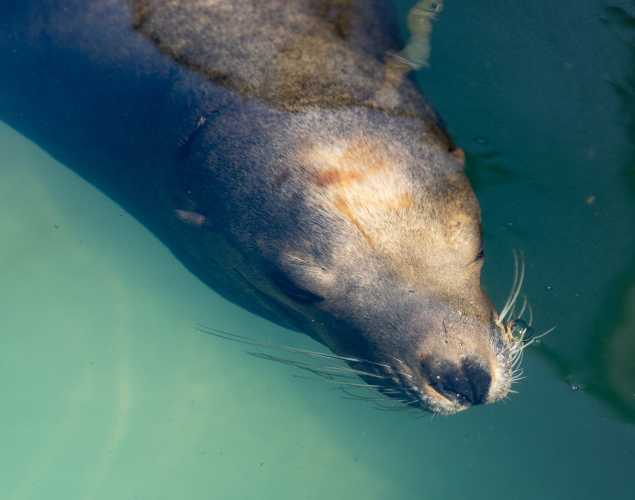 California sea lion Pumpkin