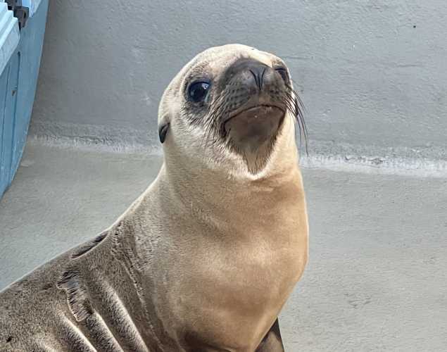 California sea lion Veronica