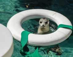 harbor seal in a life preserver enrichment item