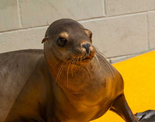 California sea lion