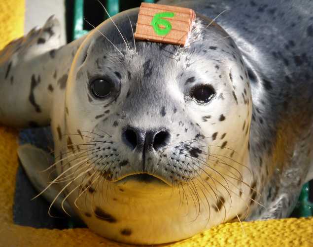 harbor seal Rockwall