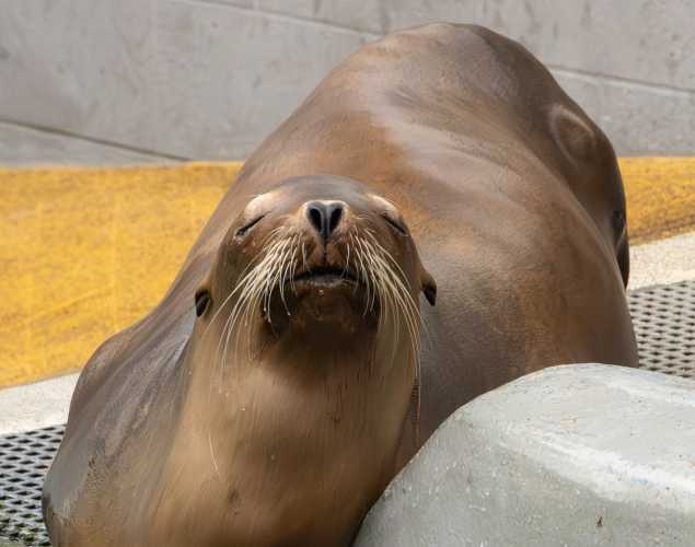 fencing california sea lion