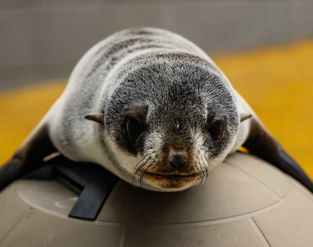 northern fur seal on top of a plastic igloo house