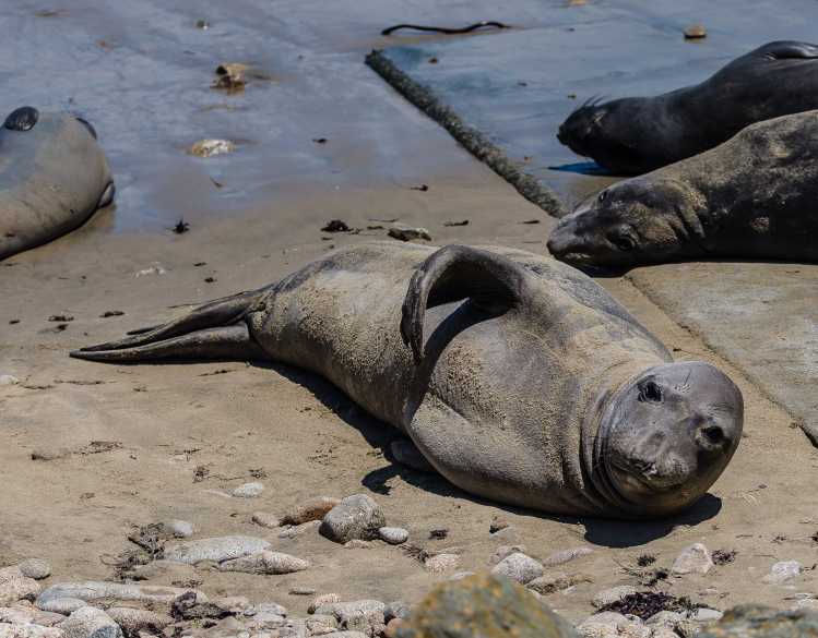 northern elephant seals on a sandy beach