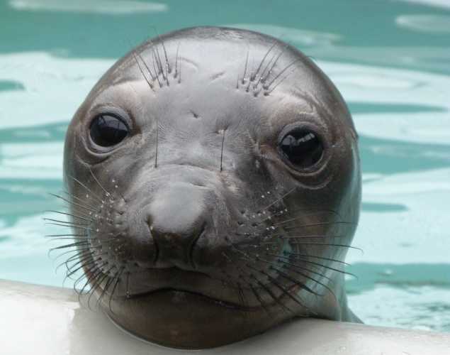 northern elephant seal Mariela