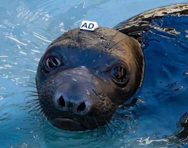 northern elephant seal Dashiva