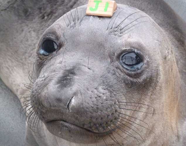 northern elephant seal Bogie