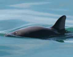 vaquita