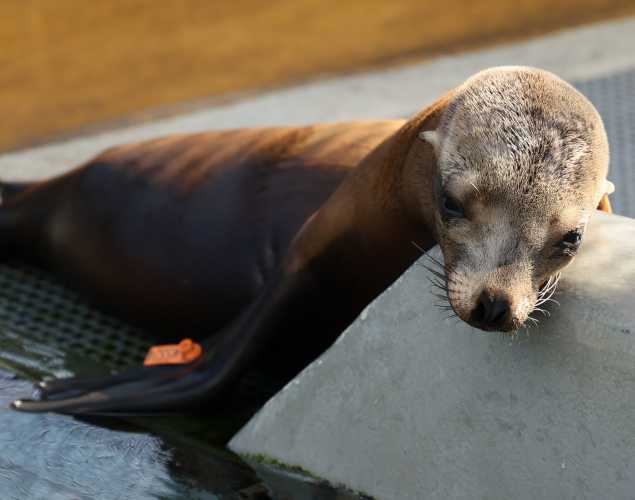 California sea lion Biddle
