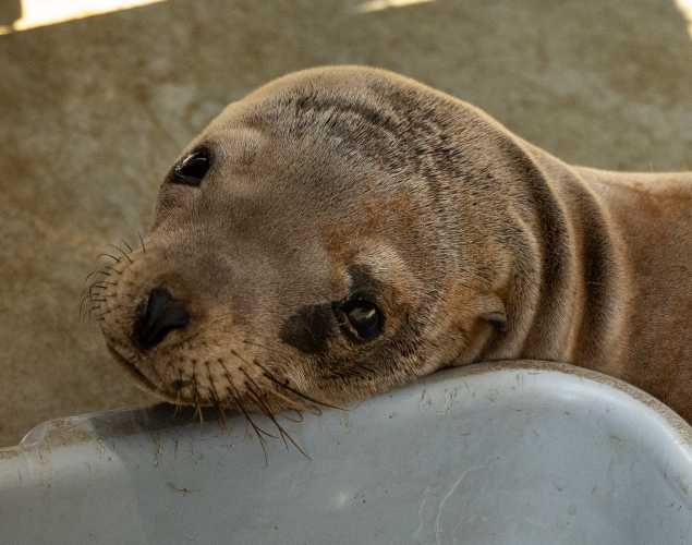 California sea lion Vanessa