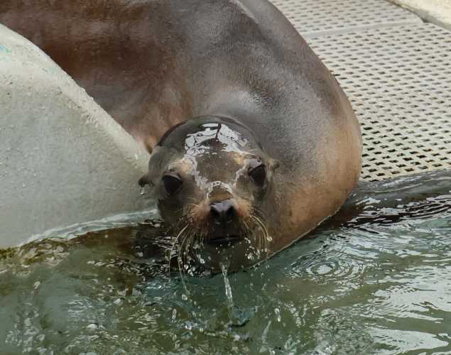 California sea lion Tusite