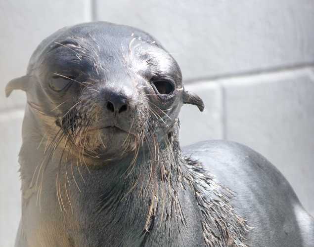 Guadalupe fur seal Novak