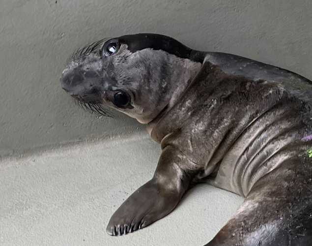 elephant seal Overcast